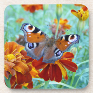 Butterfly In Colorful Garden Drink Coaster