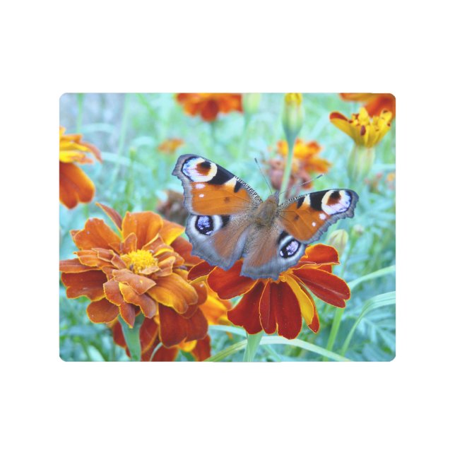Butterfly In Colorful Garden Metal Print (Front)