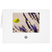 butterfly in flight cards (Back Horizontal)
