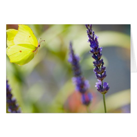 butterfly in flight cards (Front Horizontal)