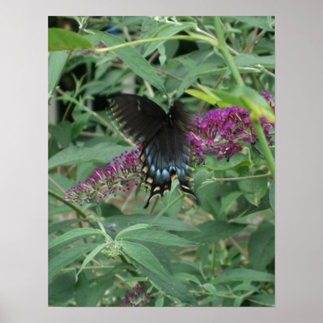 Butterfly in Motion Poster/Print Bordered Poster (Front)