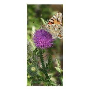 Butterfly in Nature Photography  Rackcard Rack Card