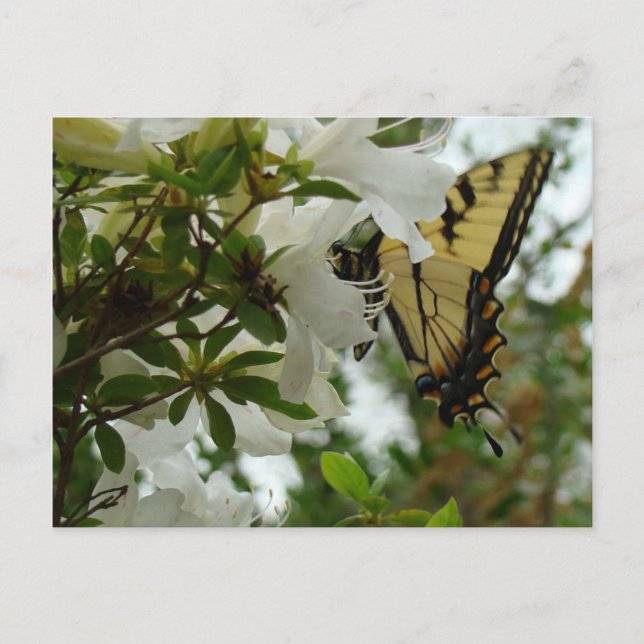 Butterfly in Spring Postcard (Front)