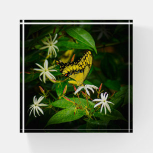 Butterfly in the Jasmine Paperweight