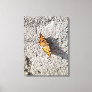 Butterfly in the Sunshine Canvas Print