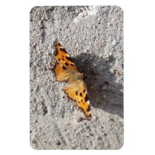 Butterfly in the Sunshine Magnet
