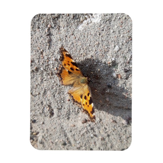 Butterfly in the Sunshine Magnet (Vertical)