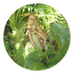 Butterfly in Tropical Leaves Nature Photography Classic Round Sticker