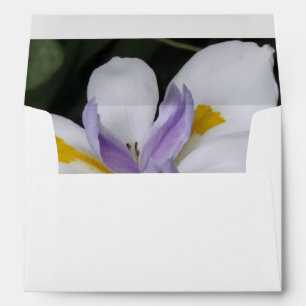 Butterfly Iris Envelope