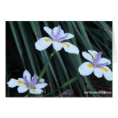 Butterfly Iris Trio (Front Horizontal)