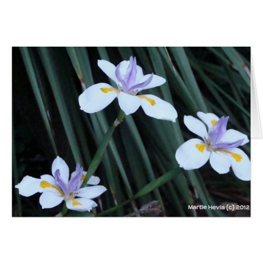 Butterfly Iris Trio Cards (Front Horizontal)