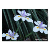 Butterfly Iris Trio Cards (Front Horizontal)