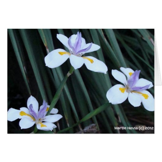 Butterfly Iris Trio Cards (Front Horizontal)