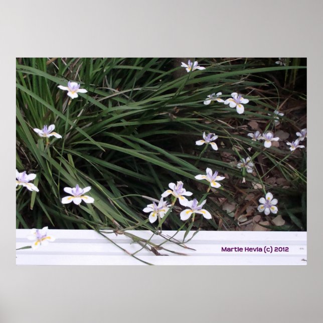 Butterfly Irises Poster (Front)