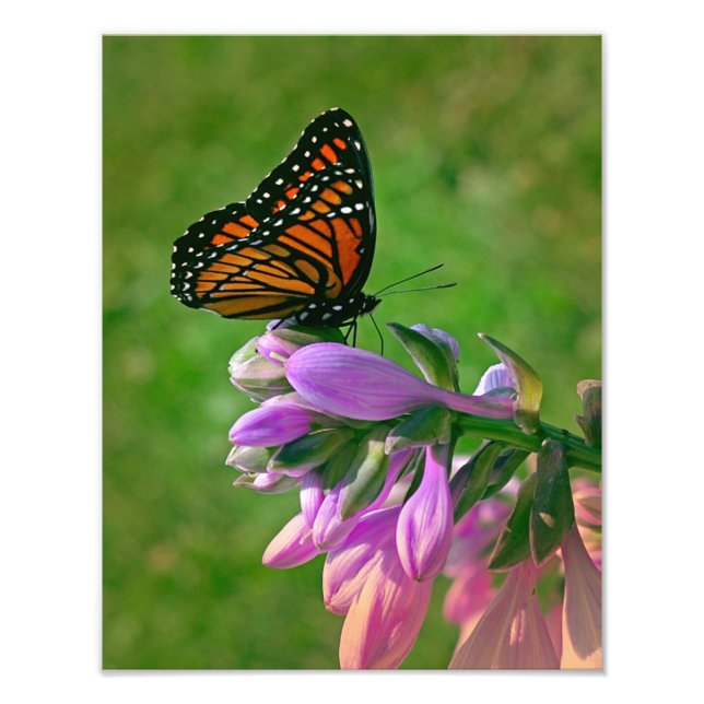 Butterfly Kisses Photo Print (Front)