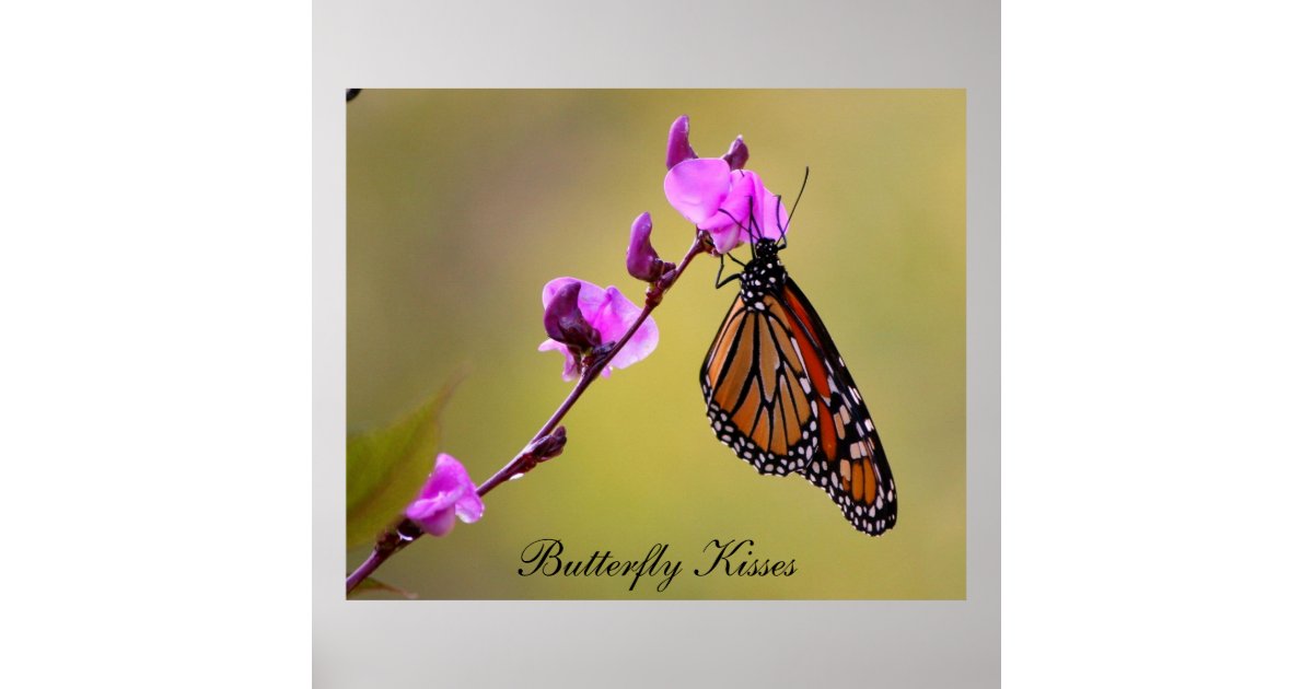 Butterfly Kisses Poster | Zazzle