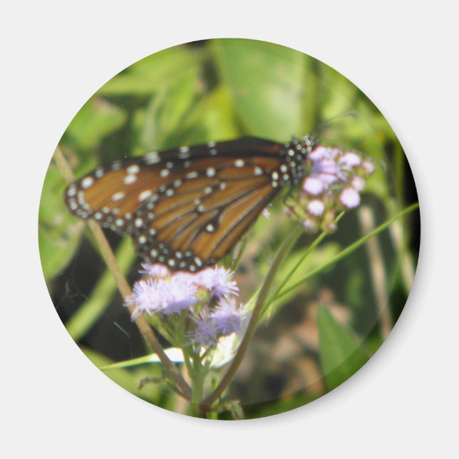 Butterfly lands on a Flower Magnet (Front)