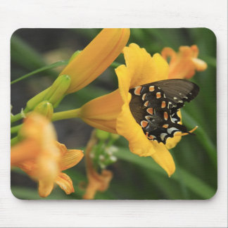 Butterfly Lily Mouse Pad