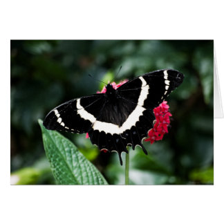 Butterfly Lolipop Card