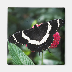 Butterfly Lolipop Magnet