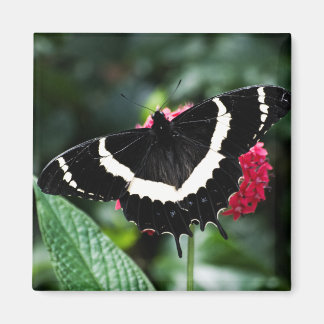 Butterfly Lolipop Magnet