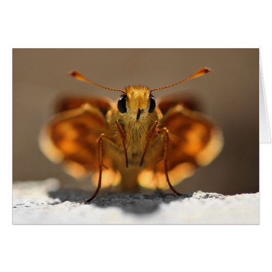 Butterfly Looking At Me Cards (Front Horizontal)