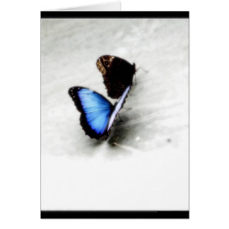Butterfly Love Cards