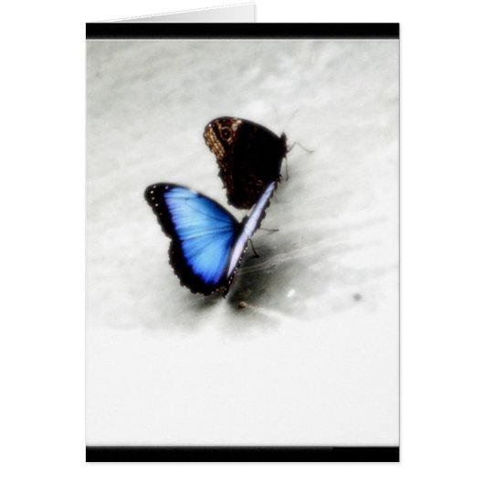 Butterfly Love Cards (Front)