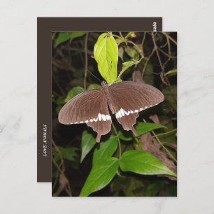 butterfly lover postcard