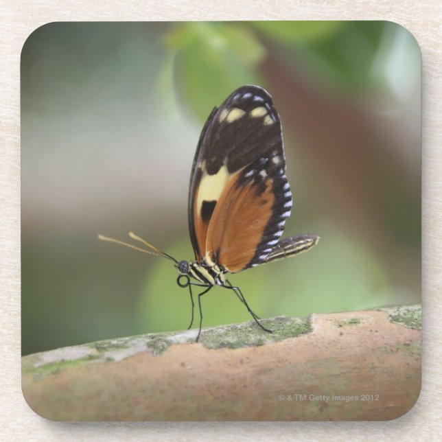 Butterfly Macro Drink Coaster (Front)