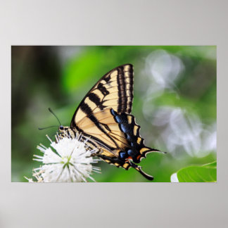Butterfly Magic Wall Art