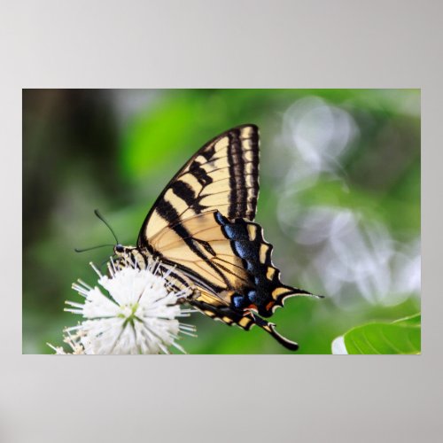 Butterfly Magic Wall Art