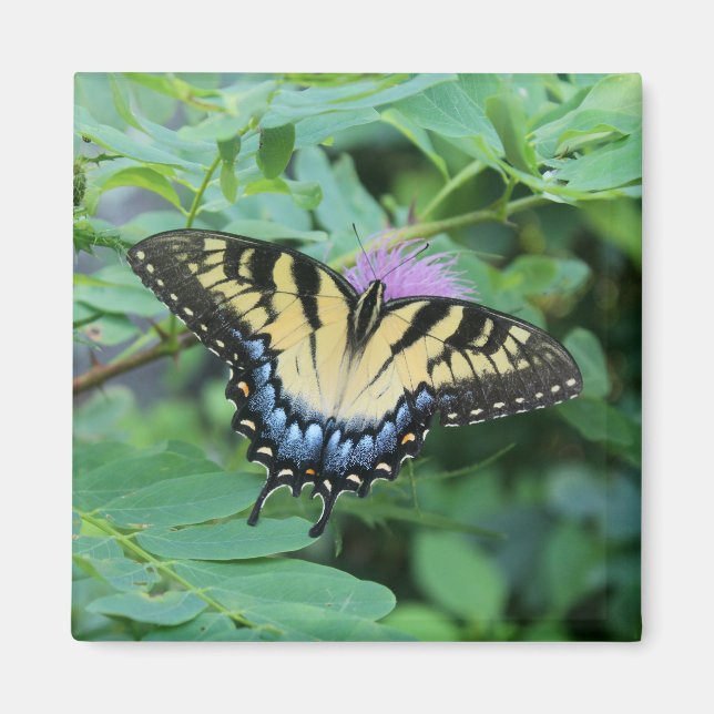 Butterfly Magnet (Front)