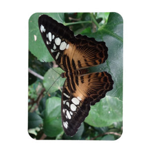 Butterfly Magnet