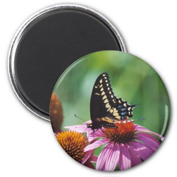 Butterfly Magnet by Captain_Panama at Zazzle