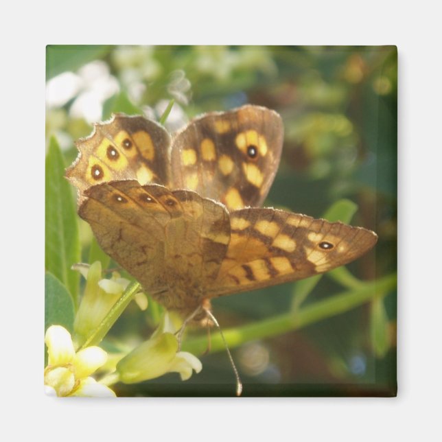 Butterfly Magnets (Front)