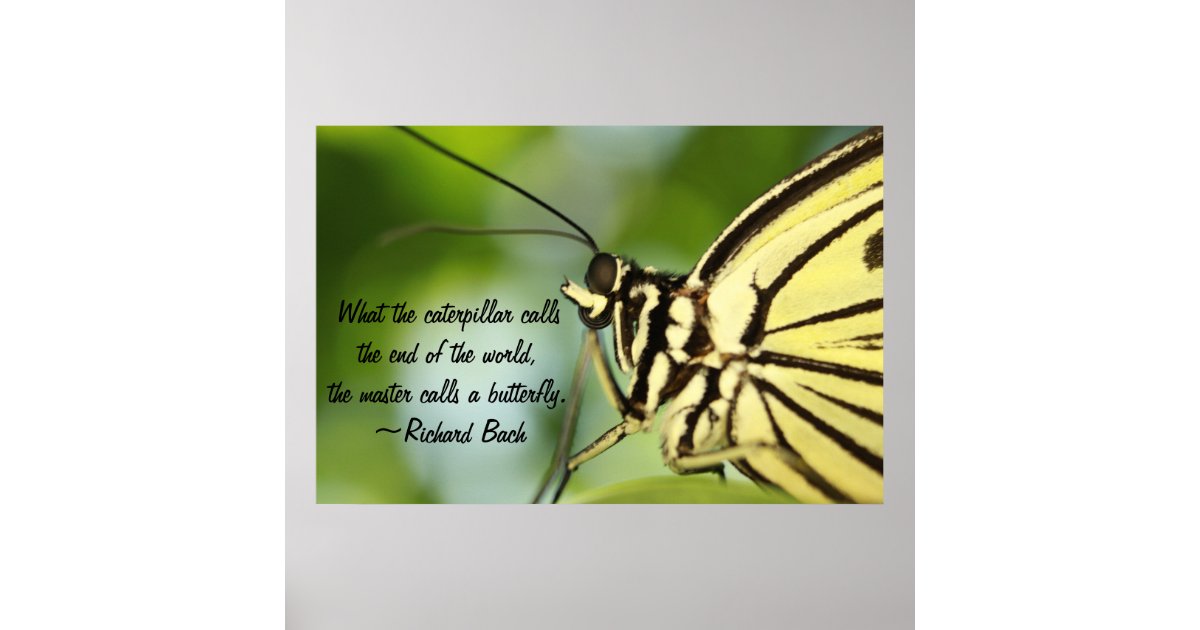 Butterfly Master Poster | Zazzle