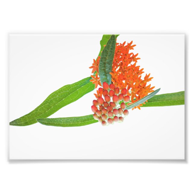 Butterfly Milkweed Bloom on White Photo Print (Front)