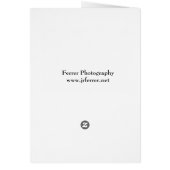 Butterfly Milkweed Blooms (Back)