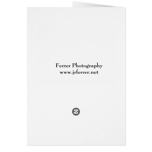 Butterfly Milkweed Blooms (Back)