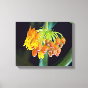 Butterfly Milkweed Blooms and Buds Canvas Print