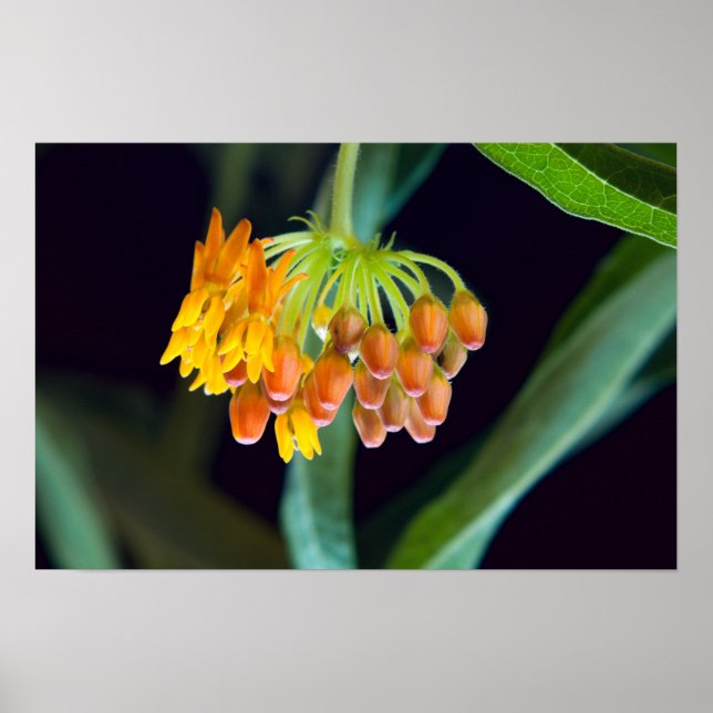 Butterfly Milkweed Buds and Blooms Poster (Front)