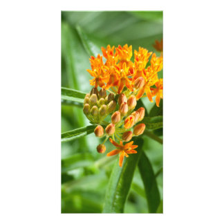 Butterfly Milkweed Flower and Foliage Card
