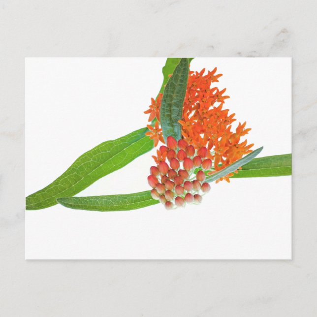 Butterfly Milkweed on White Postcard (Front)