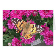 Butterfly Moment