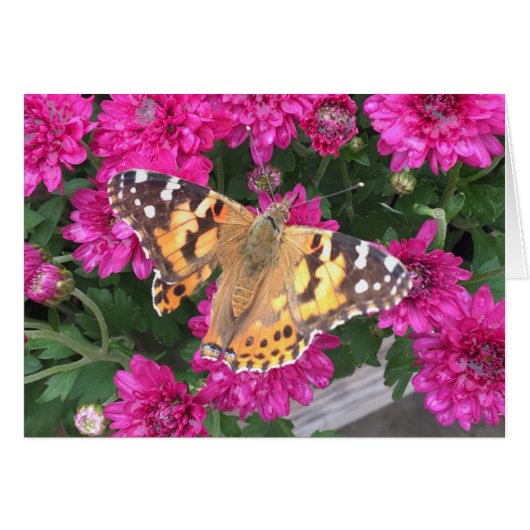 Butterfly Moment Cards (Front Horizontal)
