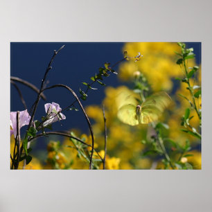 Butterfly Moment Poster -36x24 -smaller available