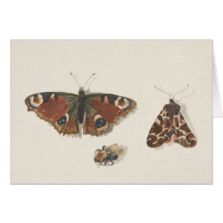 Vintage Fine Art with Butterfly, Moth & Bumblebee