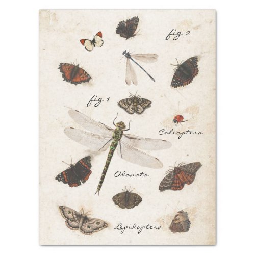 Butterfly Moth Dragonfly Ladybug Insect Parchment  Tissue Paper