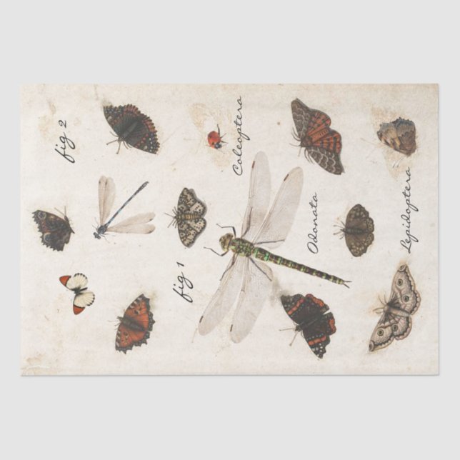 Butterfly Moth Dragonfly Ladybug Insect Parchment  Tissue Paper (Front)